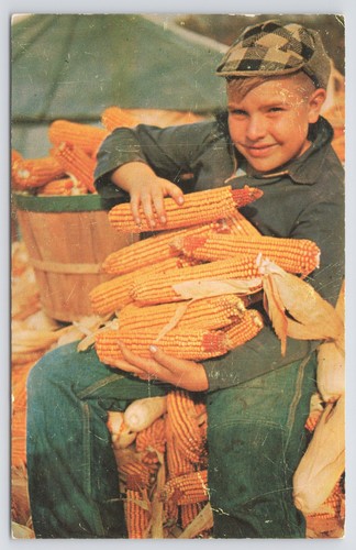 Farm boy holding corn iowas - holding, corn~iowas